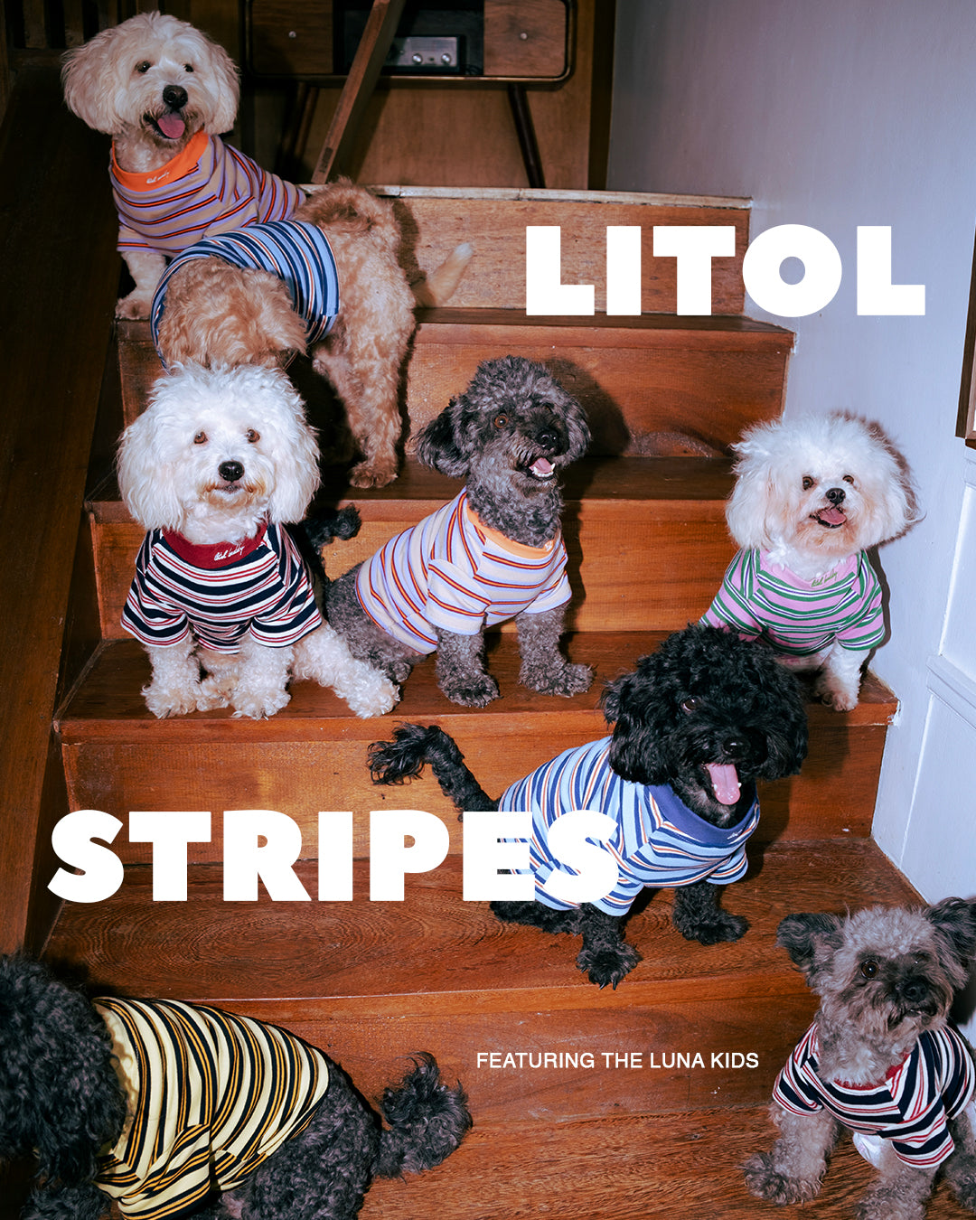 THE LITOL STRIPE - ORANGE FIZZ