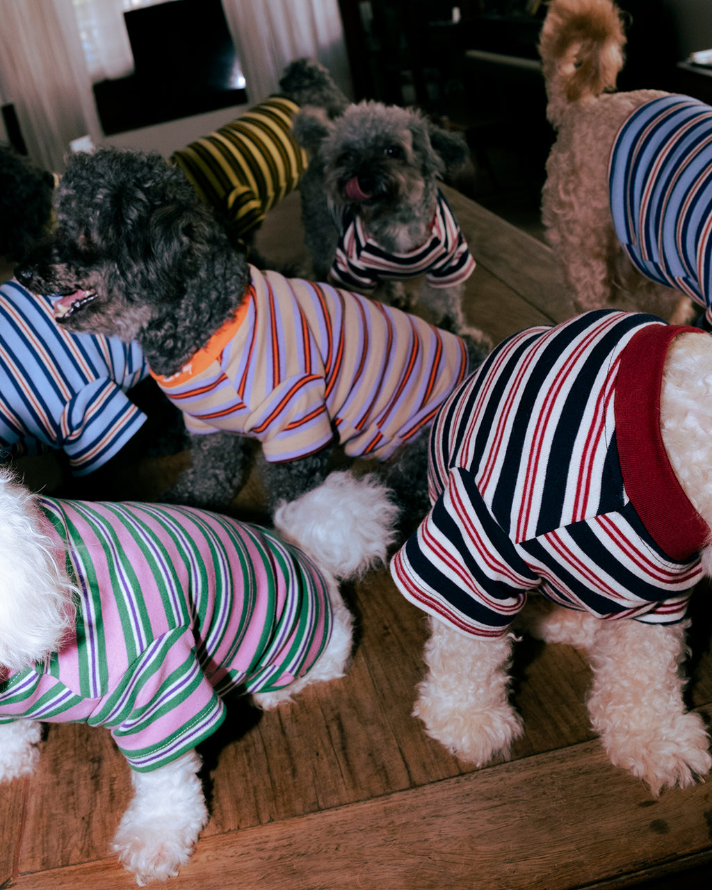 THE LITOL STRIPE - SODA POP