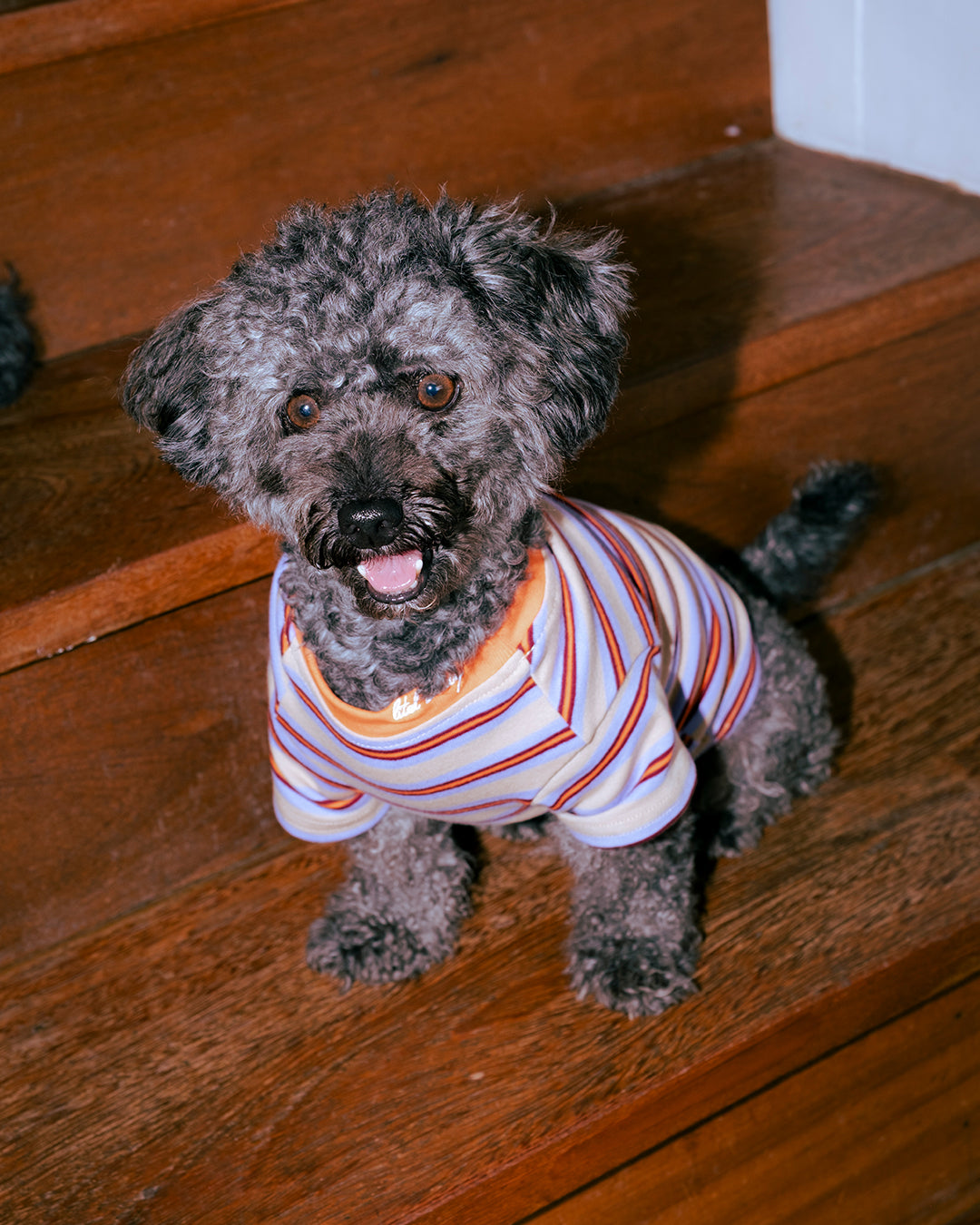 THE LITOL STRIPE - ORANGE FIZZ
