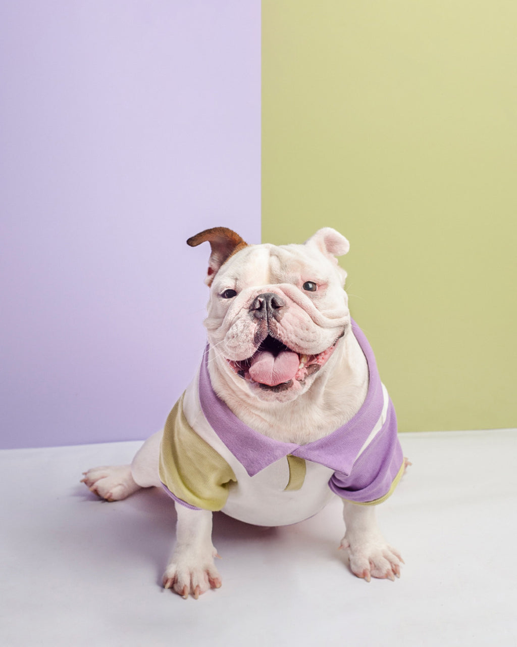 LITOL POLO - LAVENDER FIELD