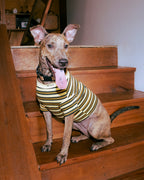 THE LITOL STRIPE - HONEY BEE